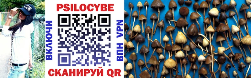 blacksprut онион  Камызяк  Галлюциногенные грибы Psilocybe 